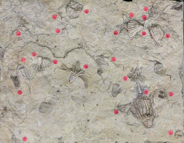 Crinoid Fossils ( Species) - Gilmore City, Iowa #86375